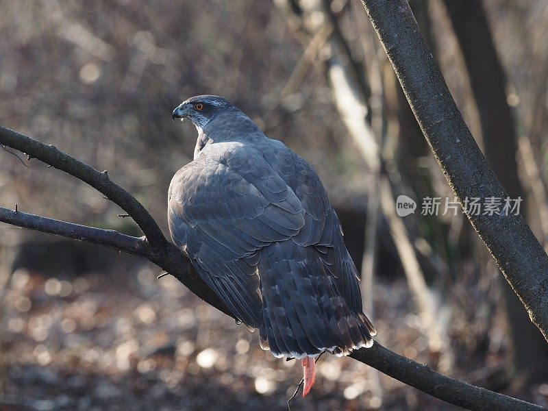 阿斯托雷