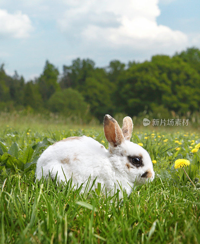 小白兔在草地上吃草