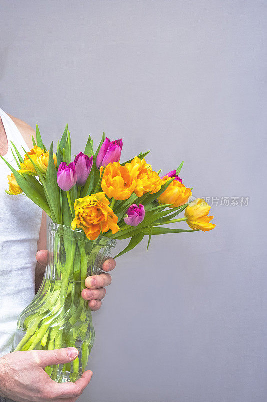 白种人，献上一束灿烂的春花。一大束黄色和紫色的郁金香。给女人的爱和礼物。