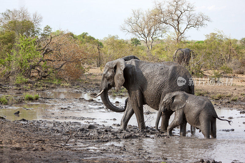 大象妈妈和小象