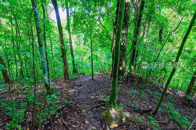 漫步在热带雨林中