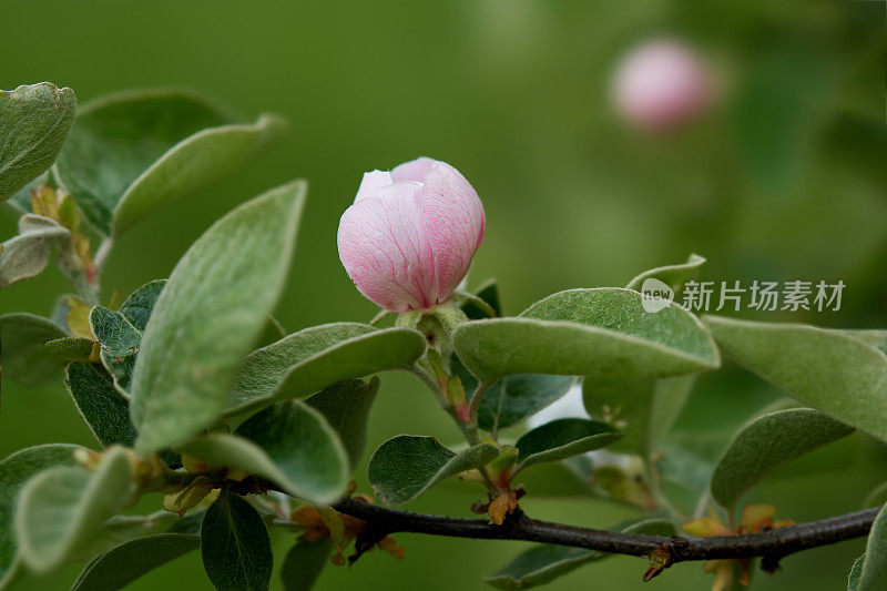 有花的榅桲树枝