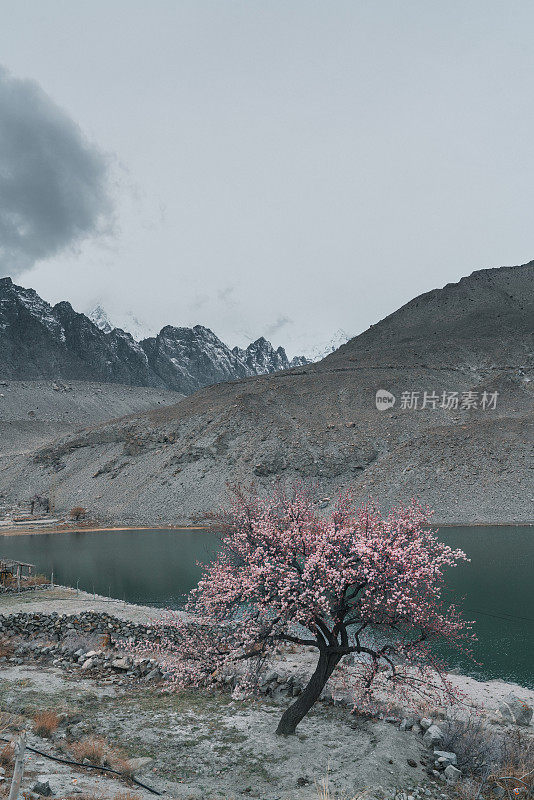 巴基斯坦北部杏花美景