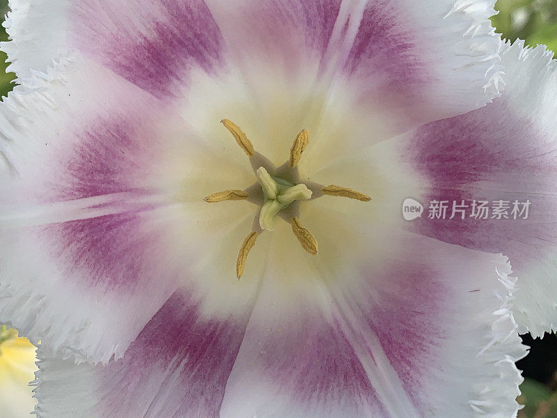 微距摄影的美丽和精致的郁金香花与黄色雄蕊。花是一个异常美丽的白色与紫色和黄色的阴影。