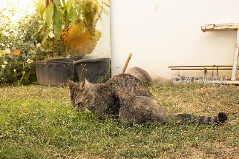 欧洲常见的短毛猫。走在草坪上，闻着草的味道。斑点和条纹毛流行家猫的图像。