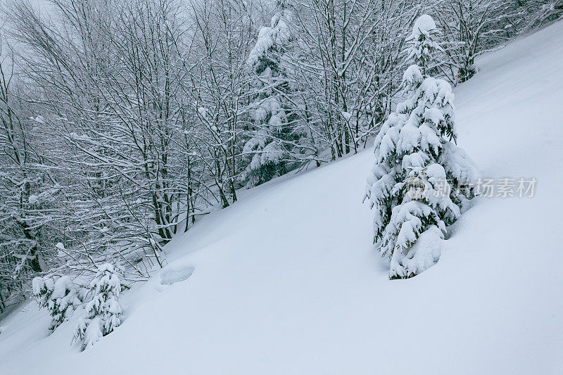 冬天的风景在雾与雪和树枝覆盖着白霜和冰冻的雪。高质量的照片