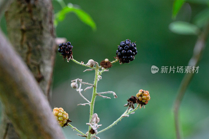 树枝上野生黑莓的特写镜头