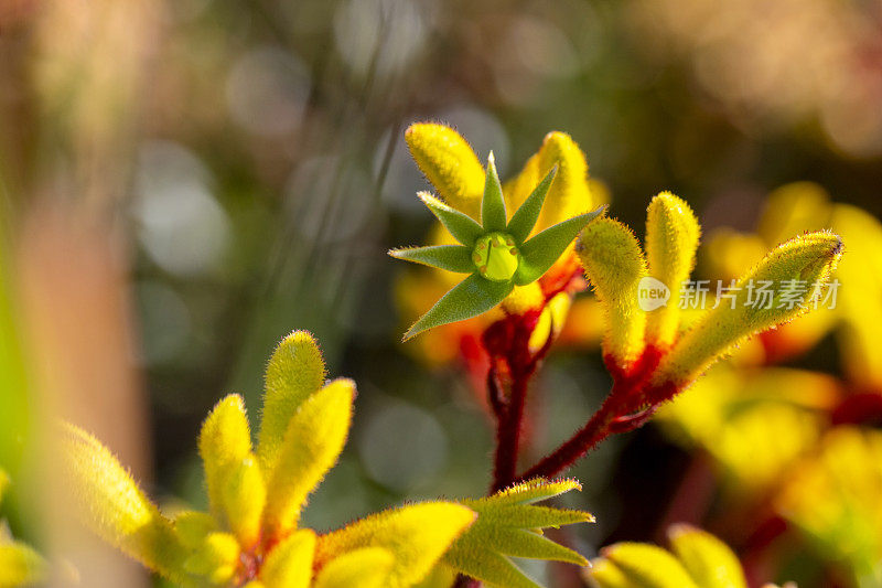 黄色袋鼠爪花蕾和花，微距摄影，背景复制空间