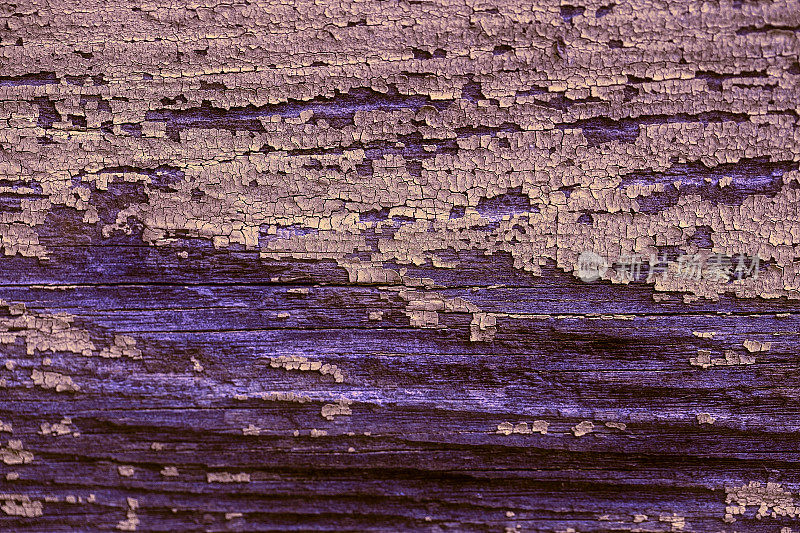 斑驳对比紫色木材纹理与磨损和内含物。自然老化的纹理木材特写