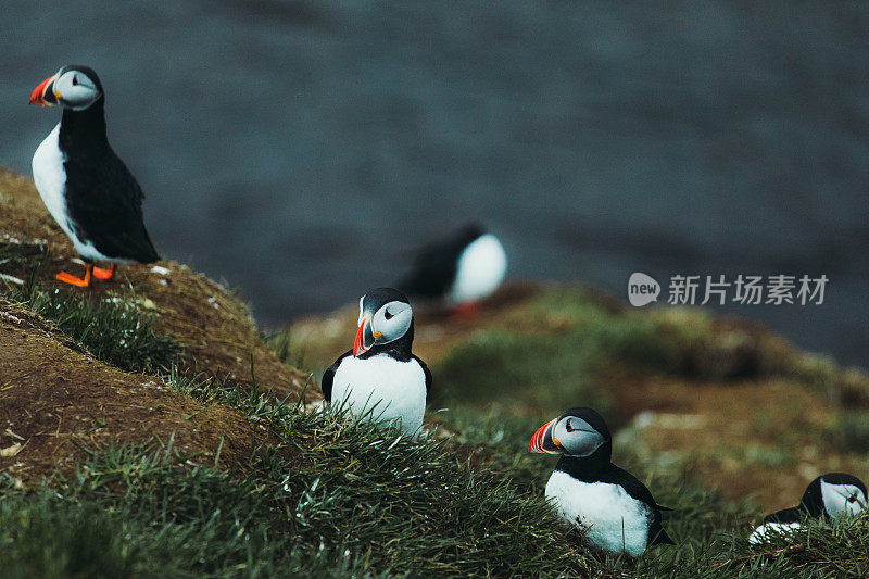 冰岛午夜太阳下美丽的海雀