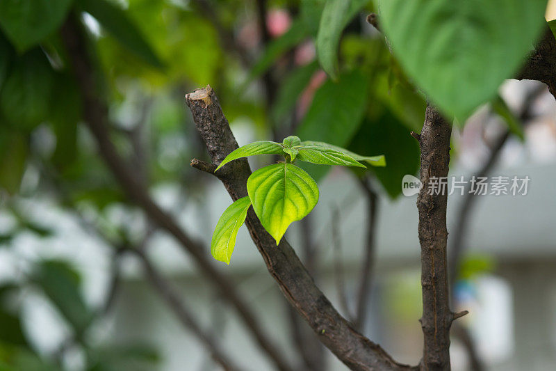 绿色芭蕉叶在小枝