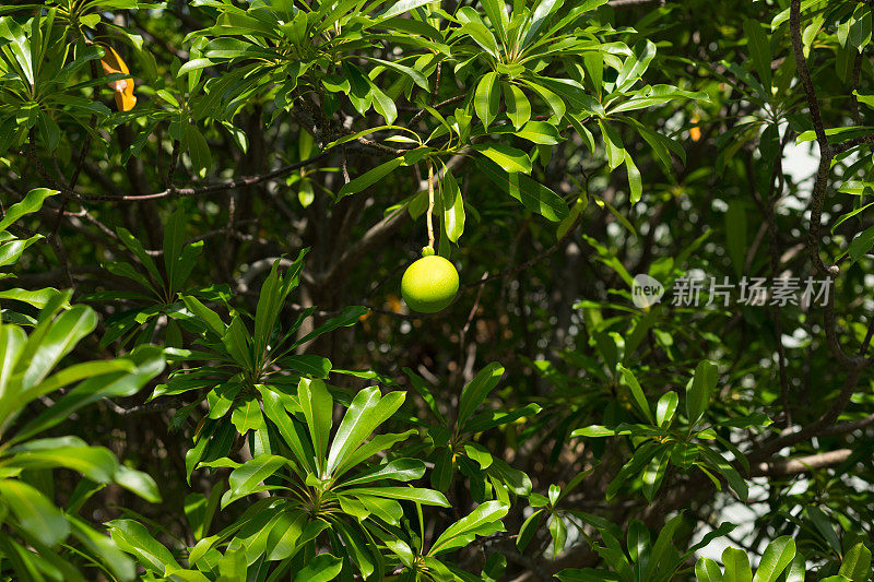 绿色大泰国苹果ber果实在树上