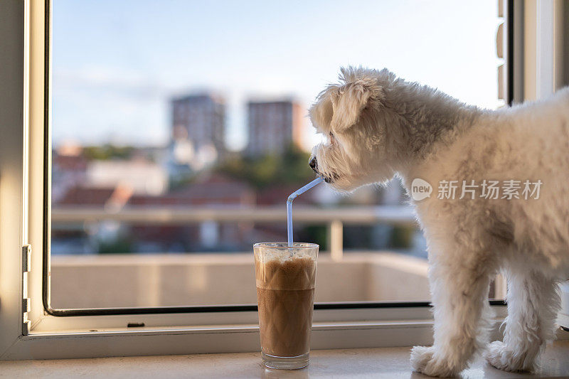 阳光明媚的日子里，可爱的小狗站在窗台上喝着咖啡