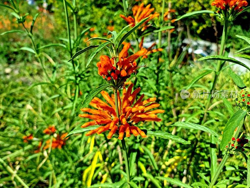 Leonotis(狮子的耳朵)