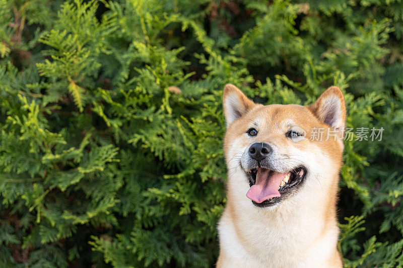 快乐的狗。微笑的柴犬，生活方式意象快乐和满足的狗户外(花园或公园)，享受生活