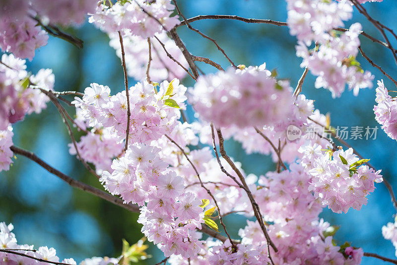 樱花