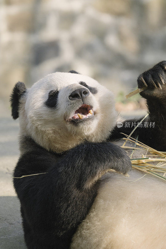 一只成都大熊猫在阳光下吃竹子