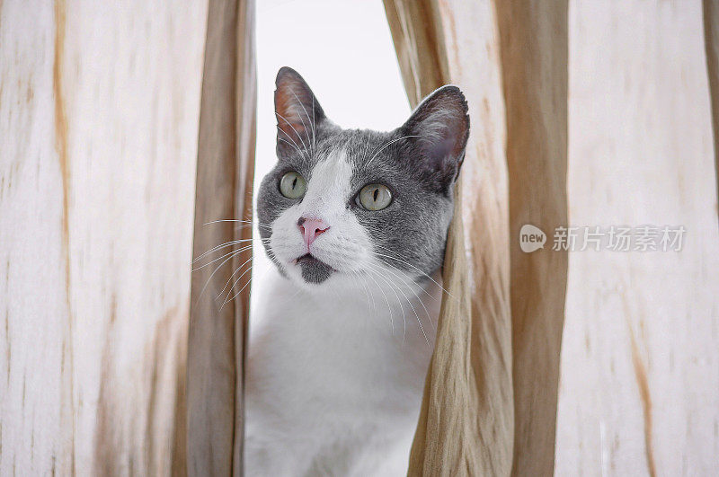 好奇的猫透过窗帘往外看
