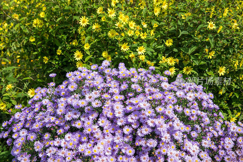 南方紫苑和三叶鲁贝草的花