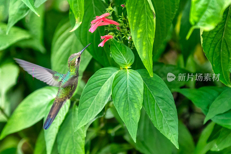 蜂鸟在飞行途中