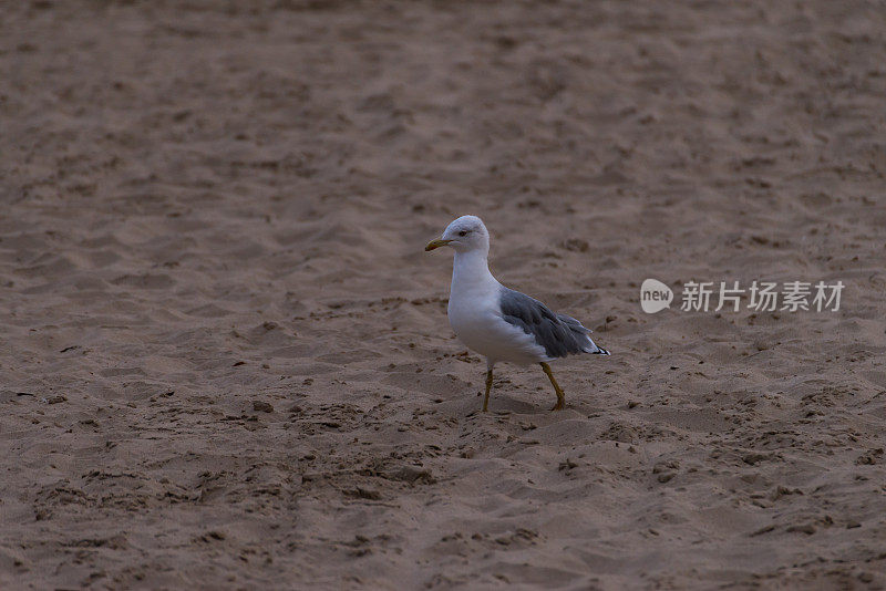 小海鸥(海鸥科)在沙滩上行走。