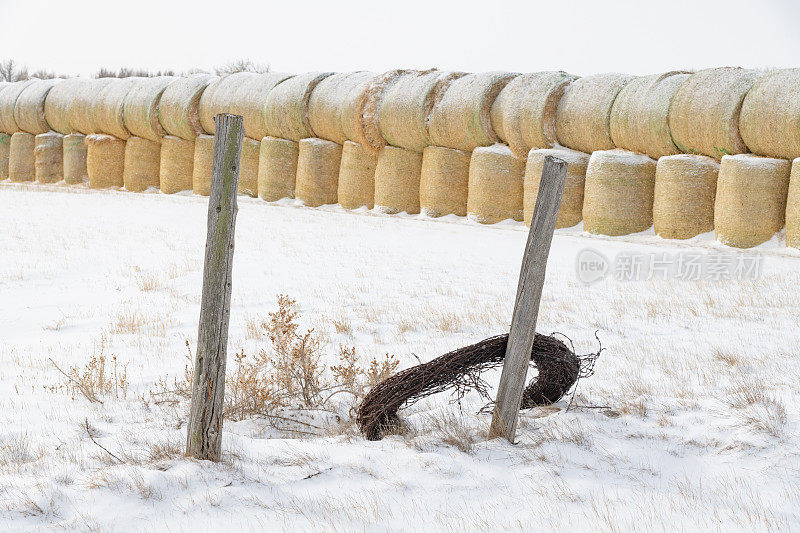 在雪地里堆着干草堆，柱子和带刺铁丝网