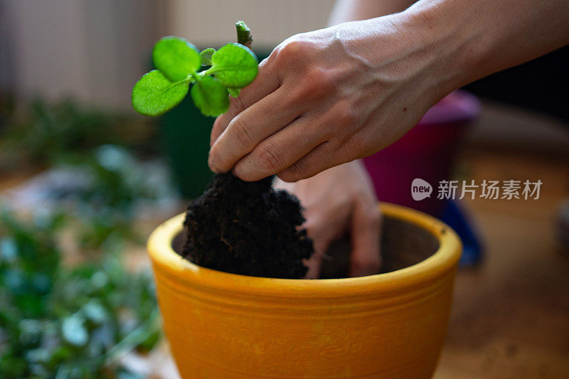 一个不认识的女人在盆栽室内植物