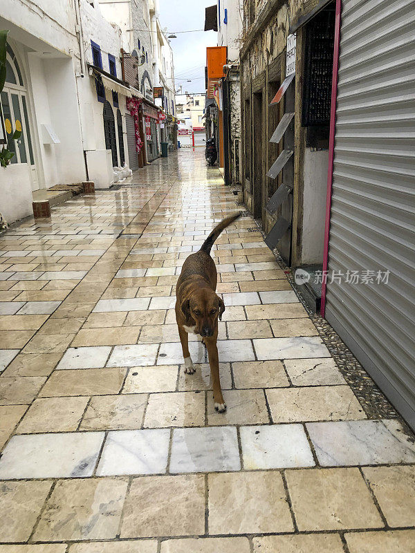 土耳其博德鲁姆街上的流浪狗