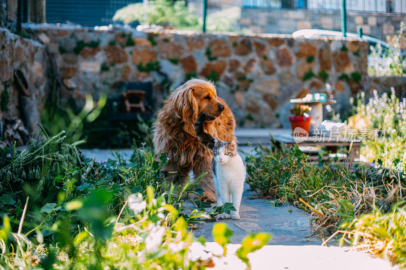 最好的朋友猫和狗在花园里