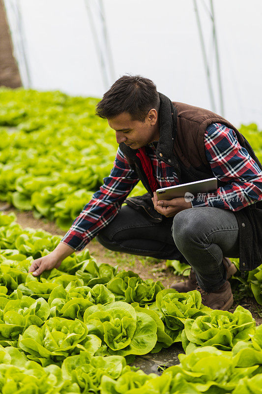 年轻的农民在温室里用现代技术检查生菜