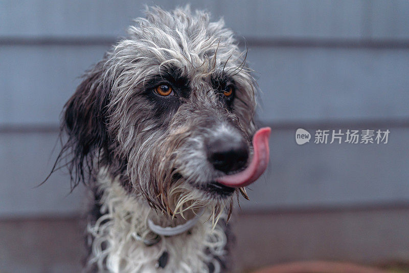 湿杂种狗的肖像与舌头