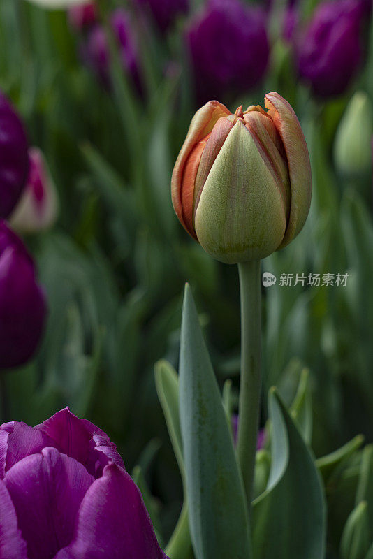 橙色的郁金香花蕾在大自然中