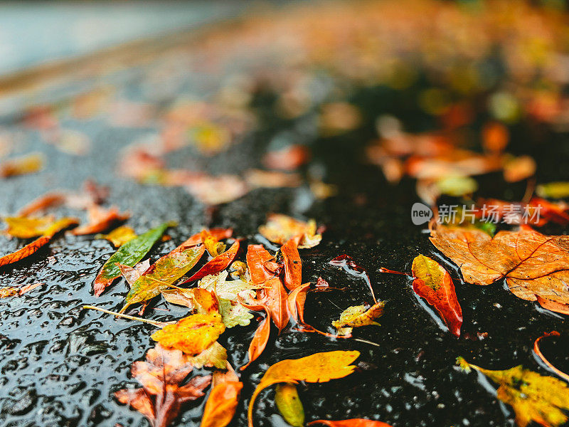 秋叶在雨天人行道上的低角度视角