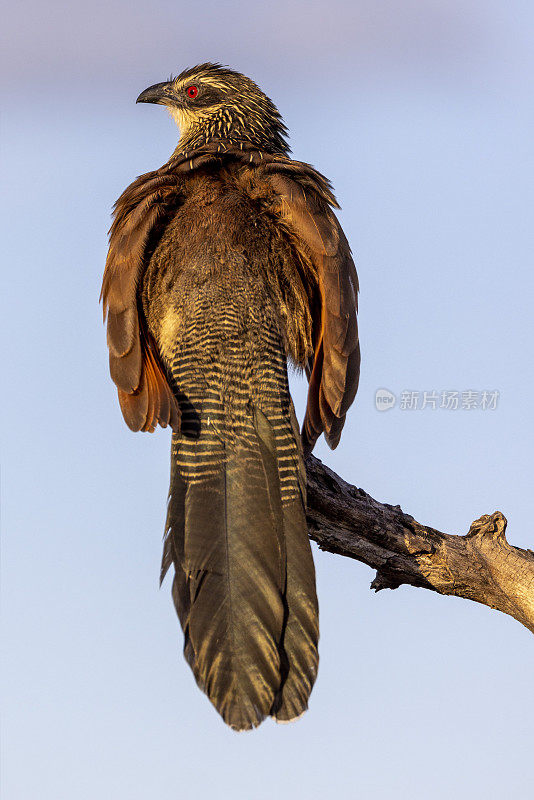 塞内加尔Coucal