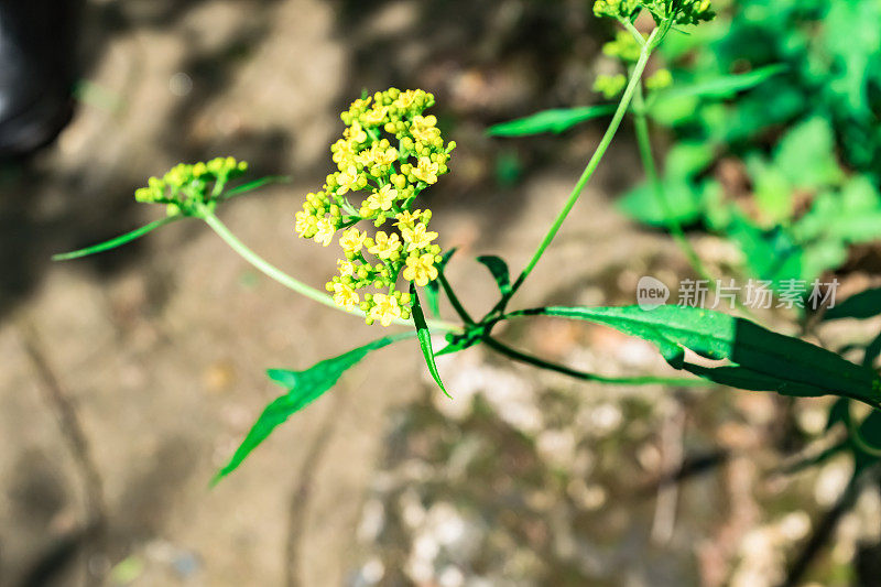 杂叶凤尾蕨亚种异叶植物