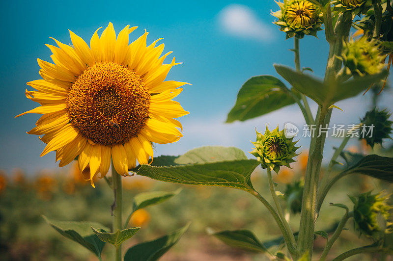 特写新鲜葵花子头对蓝天背景