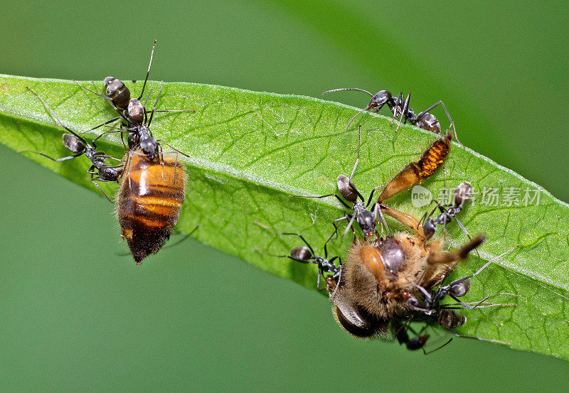 蚂蚁携带着蜜蜂分离的部分筑巢——动物的行为。