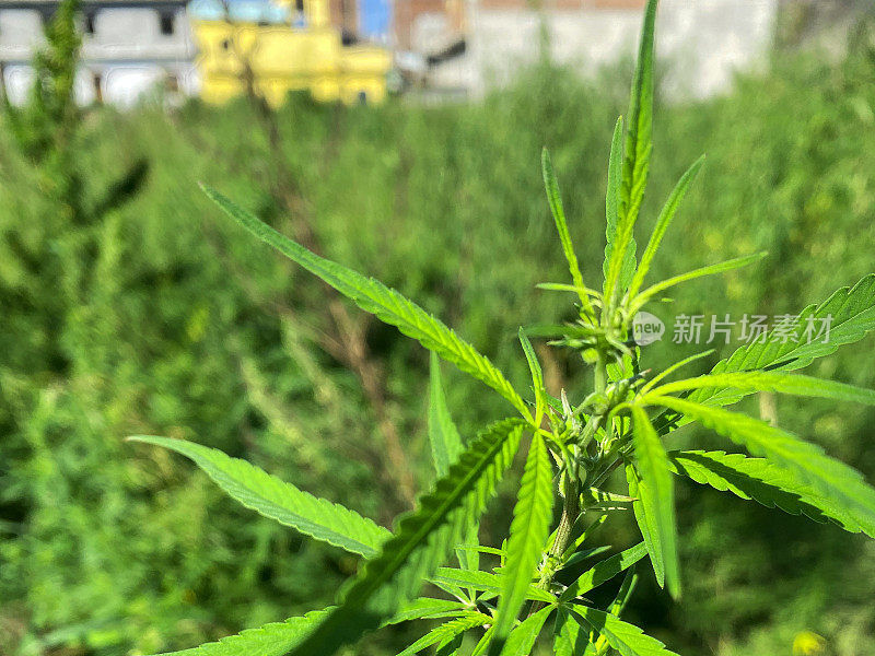 野生大麻植物的特写图像，大麻药物生长在荒地路边，野生印度大麻植物生长作为杂草，重点放在前景