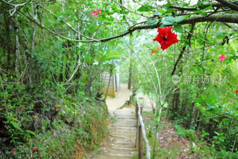 丛林小径和红色的花朵