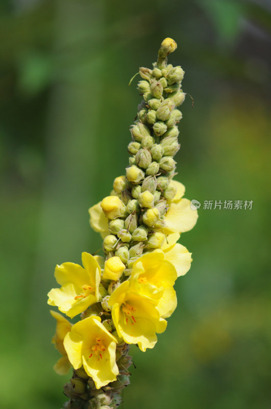 黄色Verbascum