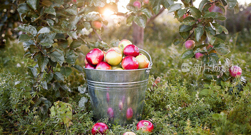 日落花园里的一桶熟苹果