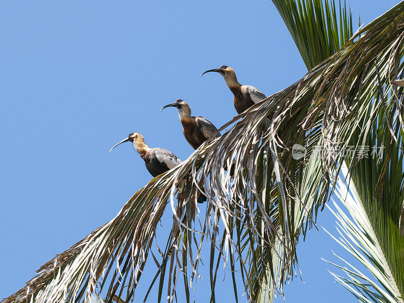黄颈朱鹭坐在一棵棕榈树上