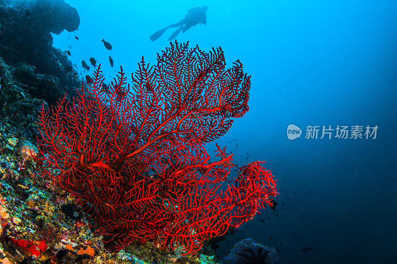 章鱼珊瑚