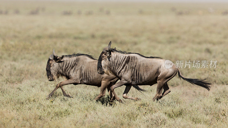 坦桑尼亚塞伦盖蒂的恩杜图，两只白胡子角马奔跑