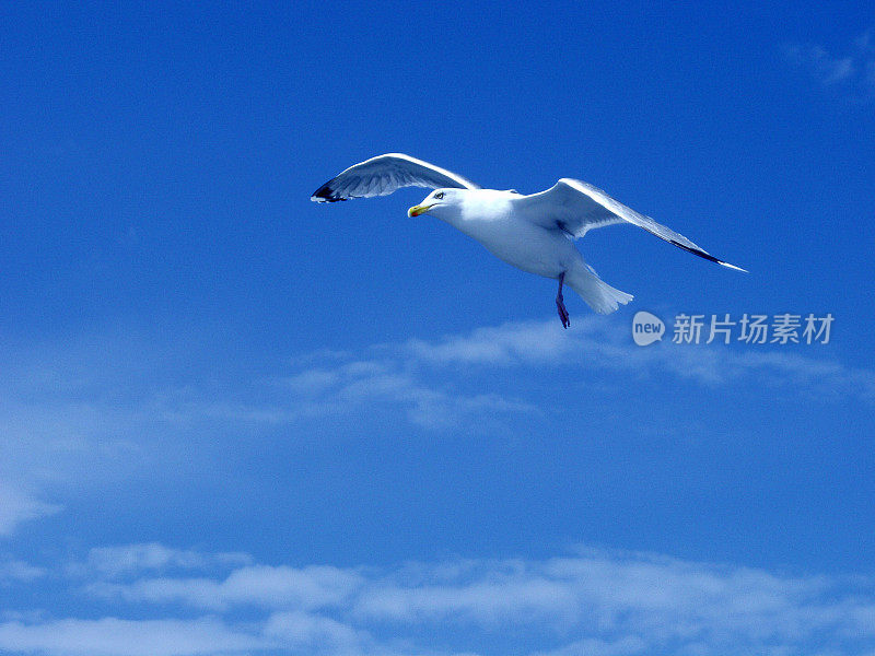 一个腿海鸥