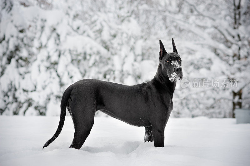 雪地里的大丹犬