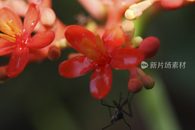 雨点落在花上