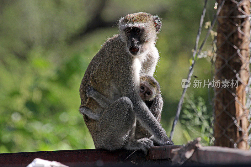 博茨瓦纳:长尾猴的母亲和婴儿