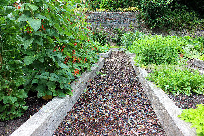 菜园配以苗床，红花豆