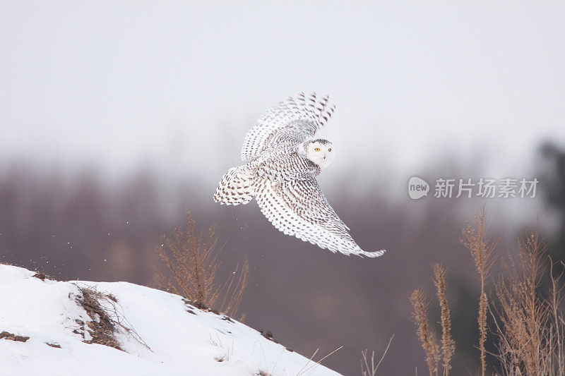 雪鸮